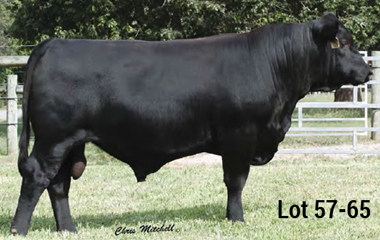 Lot 58 - W0717